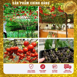 COMBO 20 Hạt cà chua giàn cà chua bạch tuộc tặng 1 phân bón