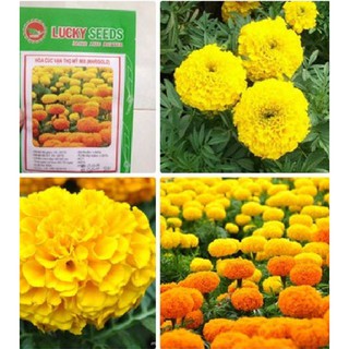  Hạt giống hoa Cúc vạn thọ Mỹ – 50Hạt