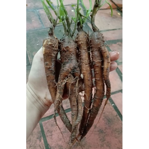 Giống cây sâm đât/ sâm mồng tơi/ sâm sam cho củ to