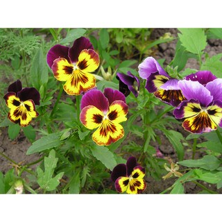 Hạt Giống Hoa Pansy Mix
