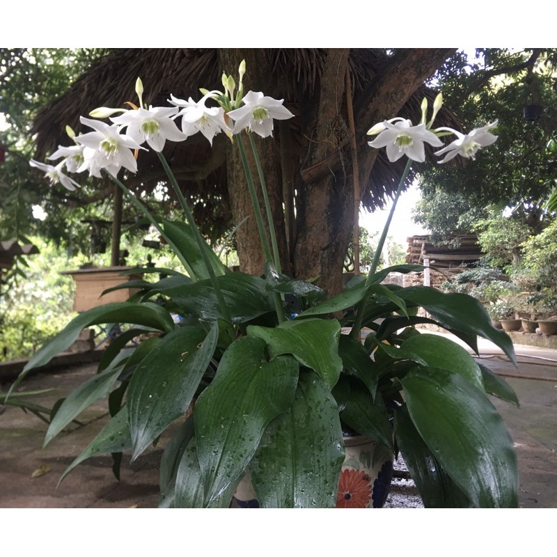 4 củ hoa ngọc trâm