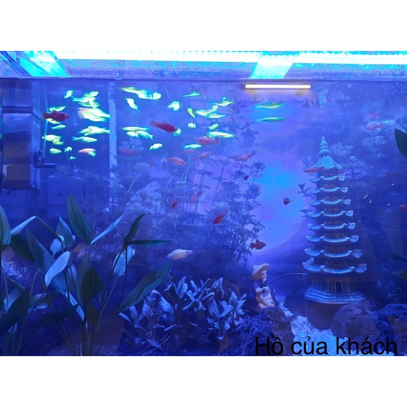 Đèn hồ cá thủy sinh 12v, máng nhôm, 2 dãy xanh dương + 1 dãy trắng
