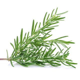 Hạt giống cây Hương Thảo 30 hạt