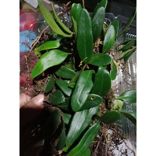 Cây lá quấn lũa bán cạn 1 hộp