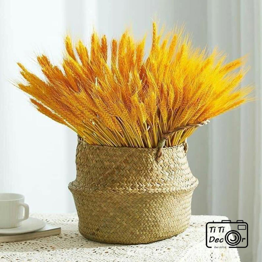 Bó Hoa Bông Lúa Mạch Khô TiTi Decor, Hoa Lá Khô Trang Trí