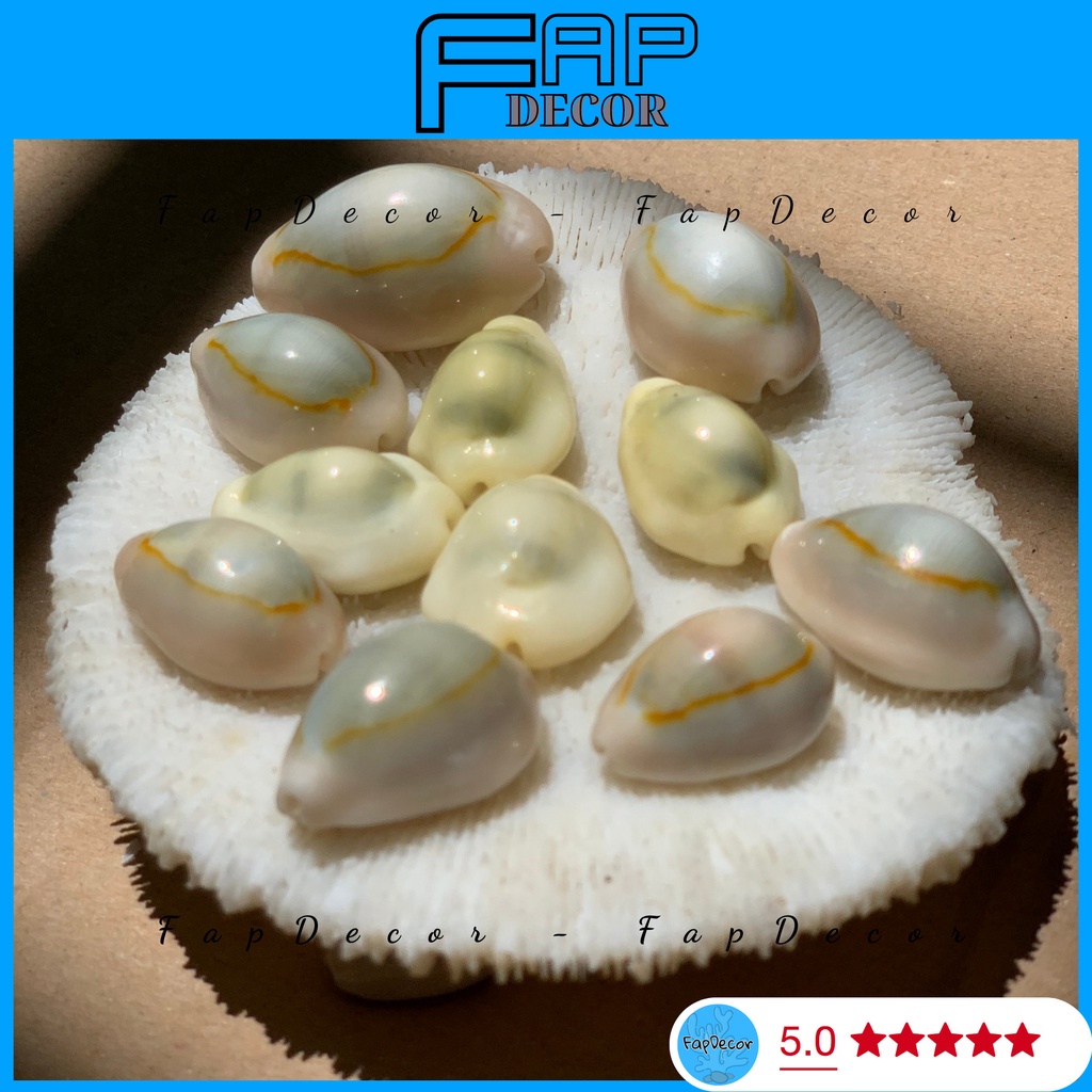 COMBO 5 VỎ ỐC CHỤP HÌNH, PHỤ KIỆN VỎ ỐC CHỤP ẢNH, PHỤ KIỆN TRANG TRÍ CHỤP ẢNH