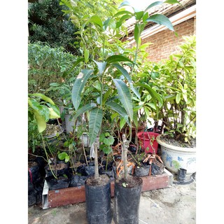Hạt giống xoài tím