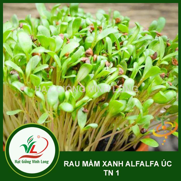 Hạt giống rau Mầm xanh ALFALFA ÚC TN 1 - 15g