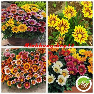 200 Hạt giống hoa Cúc huân chương