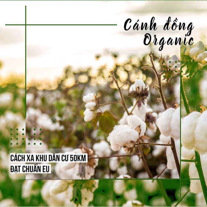 Bông tẩy trang Organic Pháp 100% chất liệu Cotton Ceiba Tree (80/120/150 Miếng)