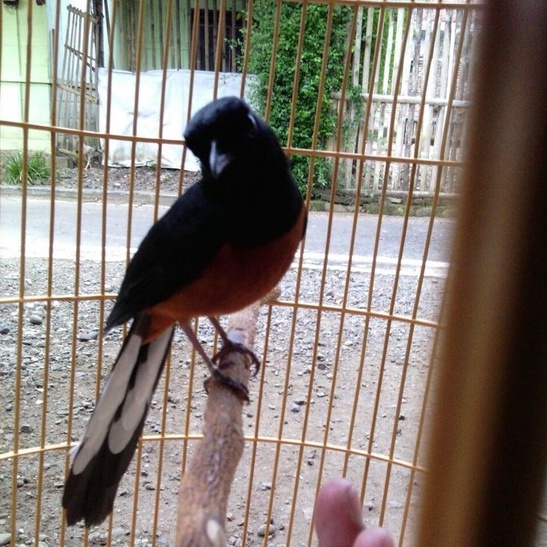 Lồng chim biên hòa dũi chỉ, Lồng chích chòe, White-rumped shama cage, Copsychus saularis SICAPET