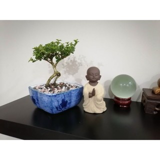Bon sai sam hương 10- 15cm