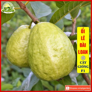 Cây giống ổi lê Đài Loan (cây con giống F1) khỏe mạnh dễ thích nghi và sinh trưởng, ra trái nhanh chỉ sau 8 tháng - QD41