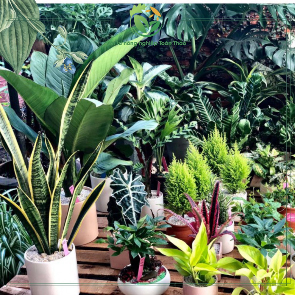 Phân bón lá 15-30-15 Tốt Rễ - Xanh Lá - Mập Mầm - Gói 40Gram. Thương Hiệu Long Phú