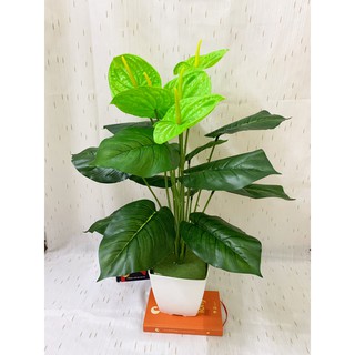 Cây giả- Cây môn xanh 70cm