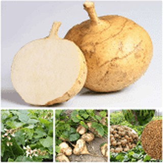 GÓI 200 HẠT GIỐNG CỦ ĐẬU