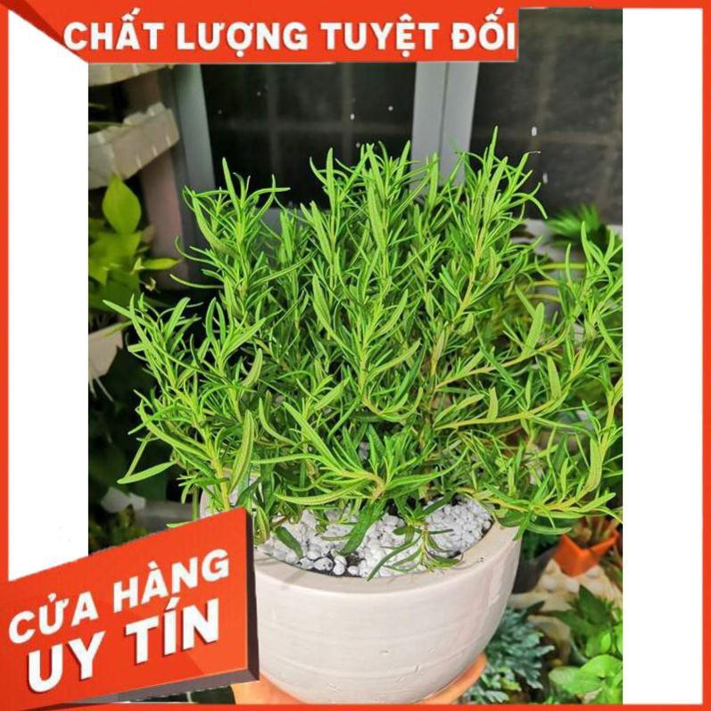 Chậu hương thảo Nhiều Người Mua