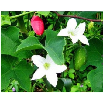 Hạt giống cây bình bát dây - 10 hạt - CHHGT