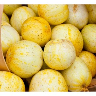 Hạt giống Dưa chuột bao tử Ali