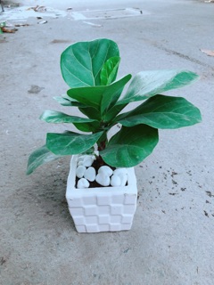 Chậu Bàng Singapore