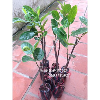 combo 01 mít thái 01 ổi găng 01 nhãn