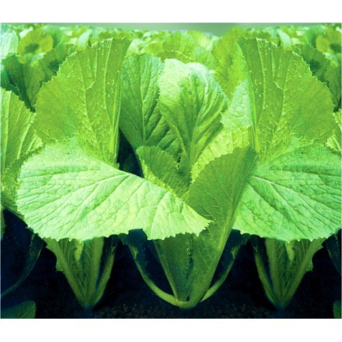 HẠT GIỐNG CẢI BẸ XANH MỠ - GÓI 20 GRAM