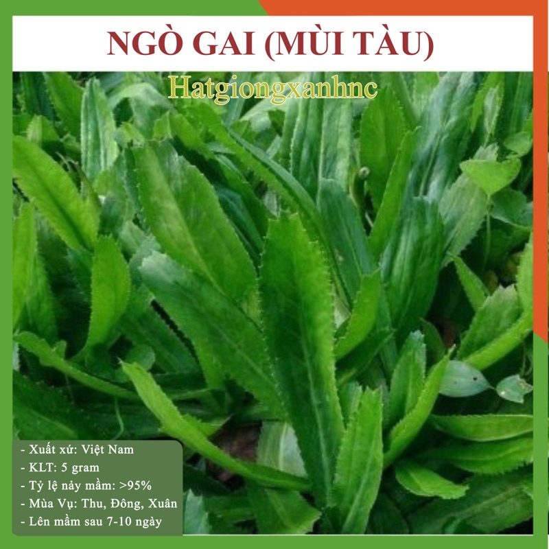 Hạt giống rau ngò gai (mùi tàu), đóng gói 10g