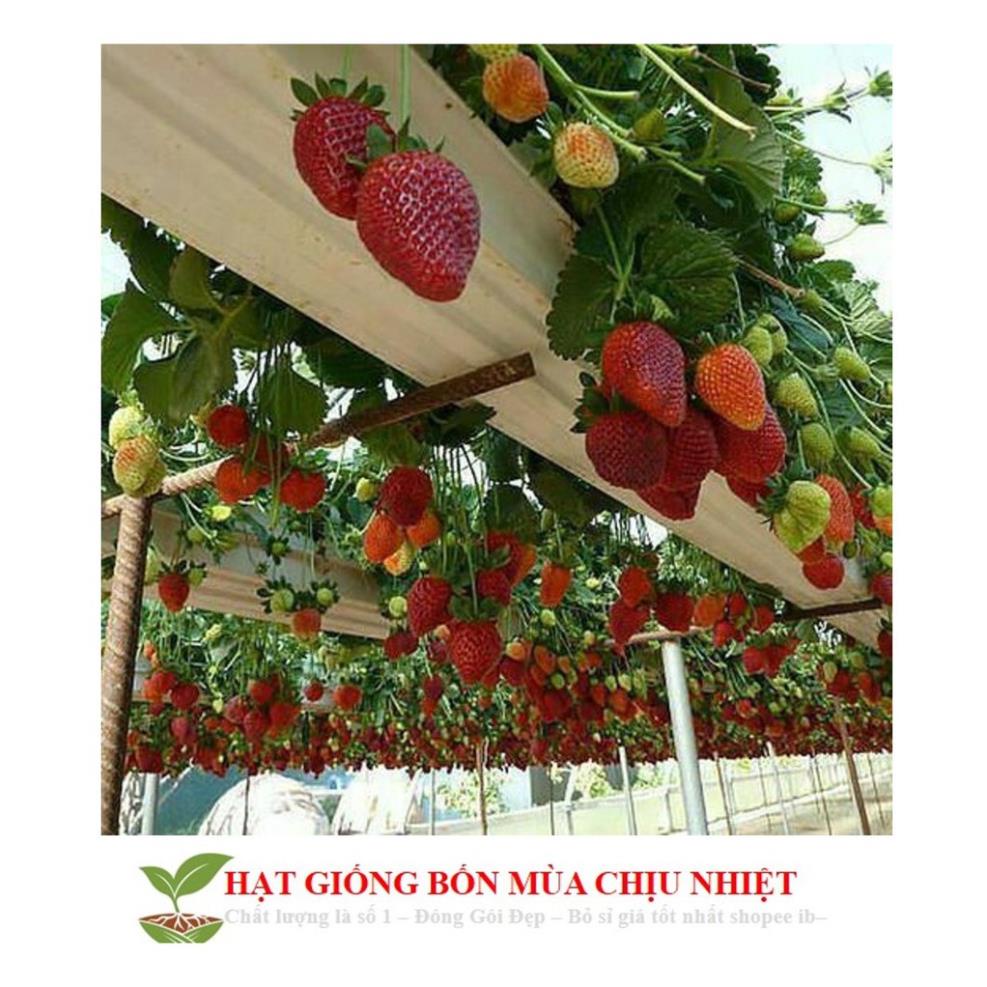 Hạt giống dâu tây đỏ khổng lồ 50 hạt tăng kích mầm và hướng dẫn trồng ĐẾN MÙA TRỒNG TẾT  KHUYẾN MẠI TẾT