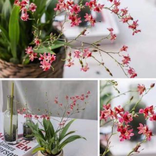 Lan Vũ Nữ Lâu Mộng (inbox chọn màu)