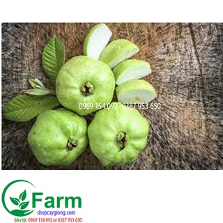 cây ổi nữ hoàng