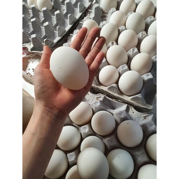 Trứng mới trứng vịt lạc 10 trứng