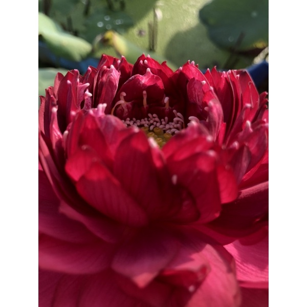 Củ sen đỏ Red Phoenix Phượng hoàng lửa