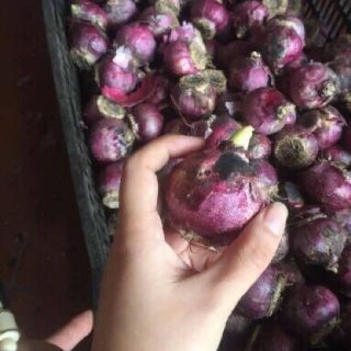 Củ hoa tiên ông đủ màu 10c