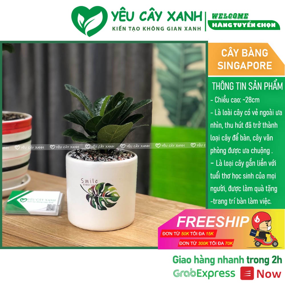 Cây Bàng Singapore để bàn