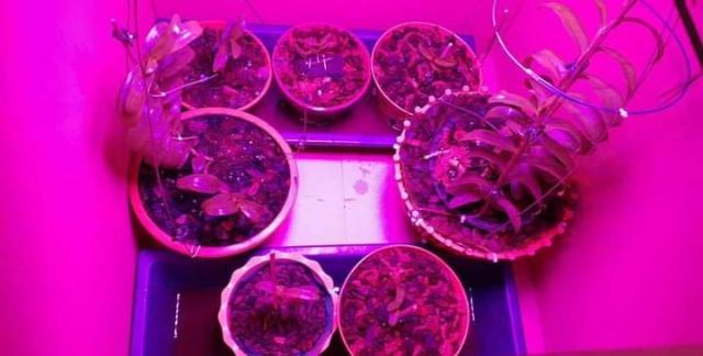 Bóng đèn led tròn trồng cây có điều khiển từ xa