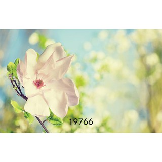 Phông thảm 3d chụp ảnh sản phẩm khổ cỡ 80x125cm MS 19766