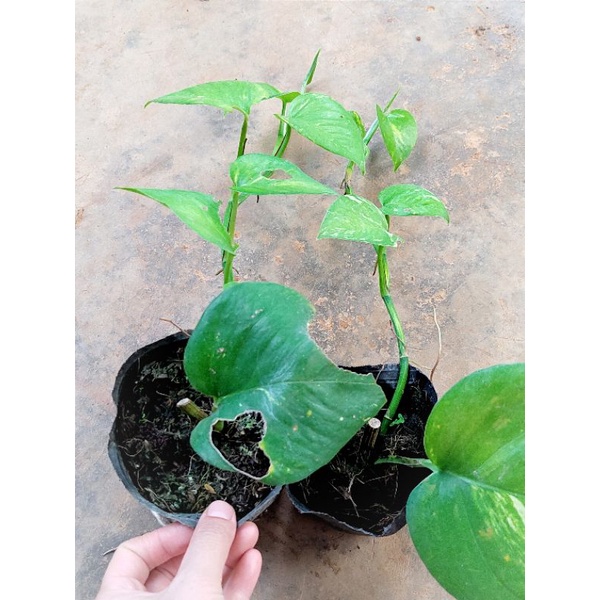 Cây trầu bà tỷ phú xanh và tím size vừa như hình 2