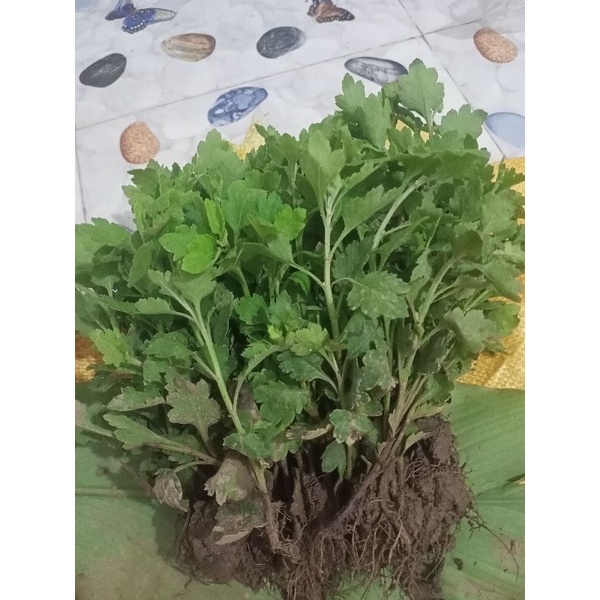 10 cây giống cúc mâm xôi