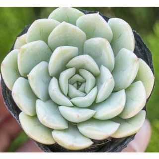Sen đá liên đài trắng sz bầu thuần