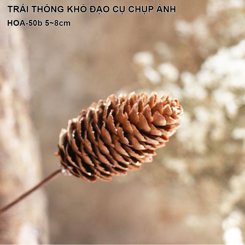 CÀNH TRÁI THÔNG KHÔ TỰ NHIÊN PHONG CÁCH BẮC ÂU QUẢ THÔNG DECOR TRANG TRÍ ĐẠO CỤ CHỤP ẢNH HOA-50