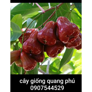 Mận đỏ an phước tứ quý sêu trái