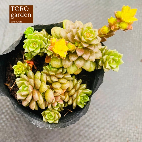 Sen đá little gem Đà Lạt size bé cây cảnh trang trí nhà cửa Toro garden