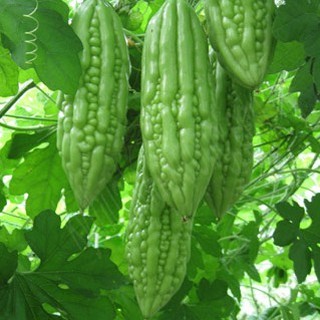 10 HẠT GIỐNG KHỔ QUA