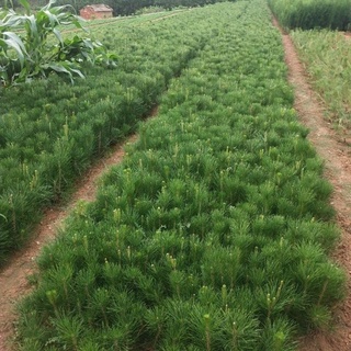 cây thông caribe