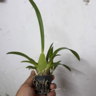 6 cốc hoa lan vũ nữ Sharry baby thơm