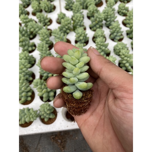 Sen đá vỉ chuỗi Ngọc bi 🌱🌱🌱