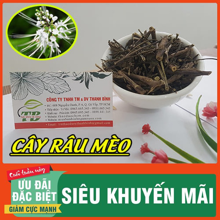 CÂY RÂU MÈO 500g - Hàng Công Ty - Đông Y Thanh Bình