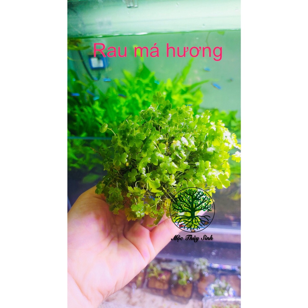 RAU MÁ HƯƠNG THUỶ SINH - tRẢI NỀN CỰC ĐẸP - CÂY THỦY SINH DÁN ĐÁ LŨA BẤT CHẤP MỌI ĐỊA HÌNH DỄ SỐNG KHÔNG CO2