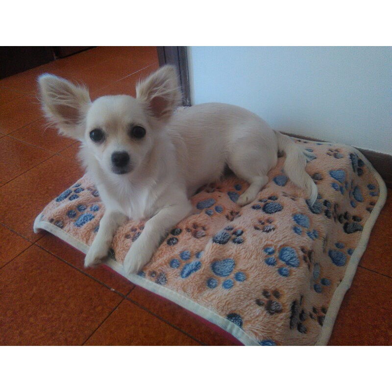 Tấm thảm làm giường ngủ thú cưng ấm ấp in họa tiết dấu chân 60x40cm