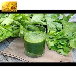 Hạt Giống Rau Cần Tây Chịu Nhiệt (5Gr) - Dễ Trồng, Dinh Dưỡng Cao - MUA 3 TẶNG 1 CÙNG LOẠI